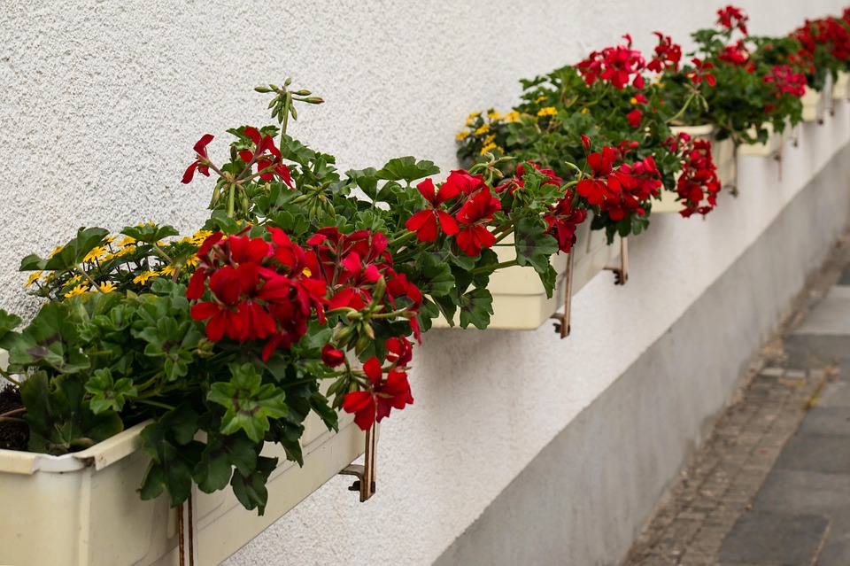 flower-boxes